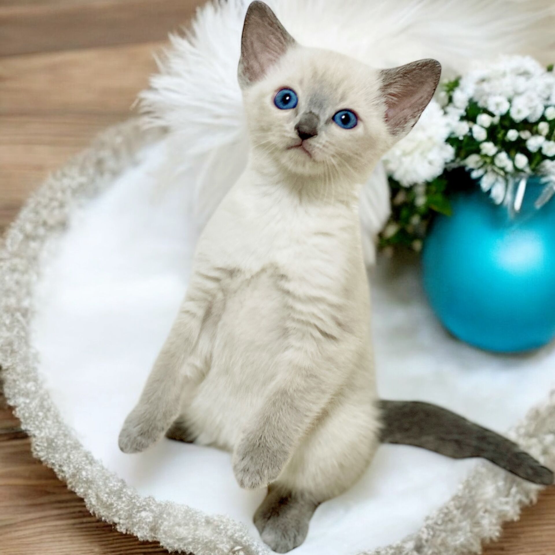 ブルーポイントの子猫が生まれています