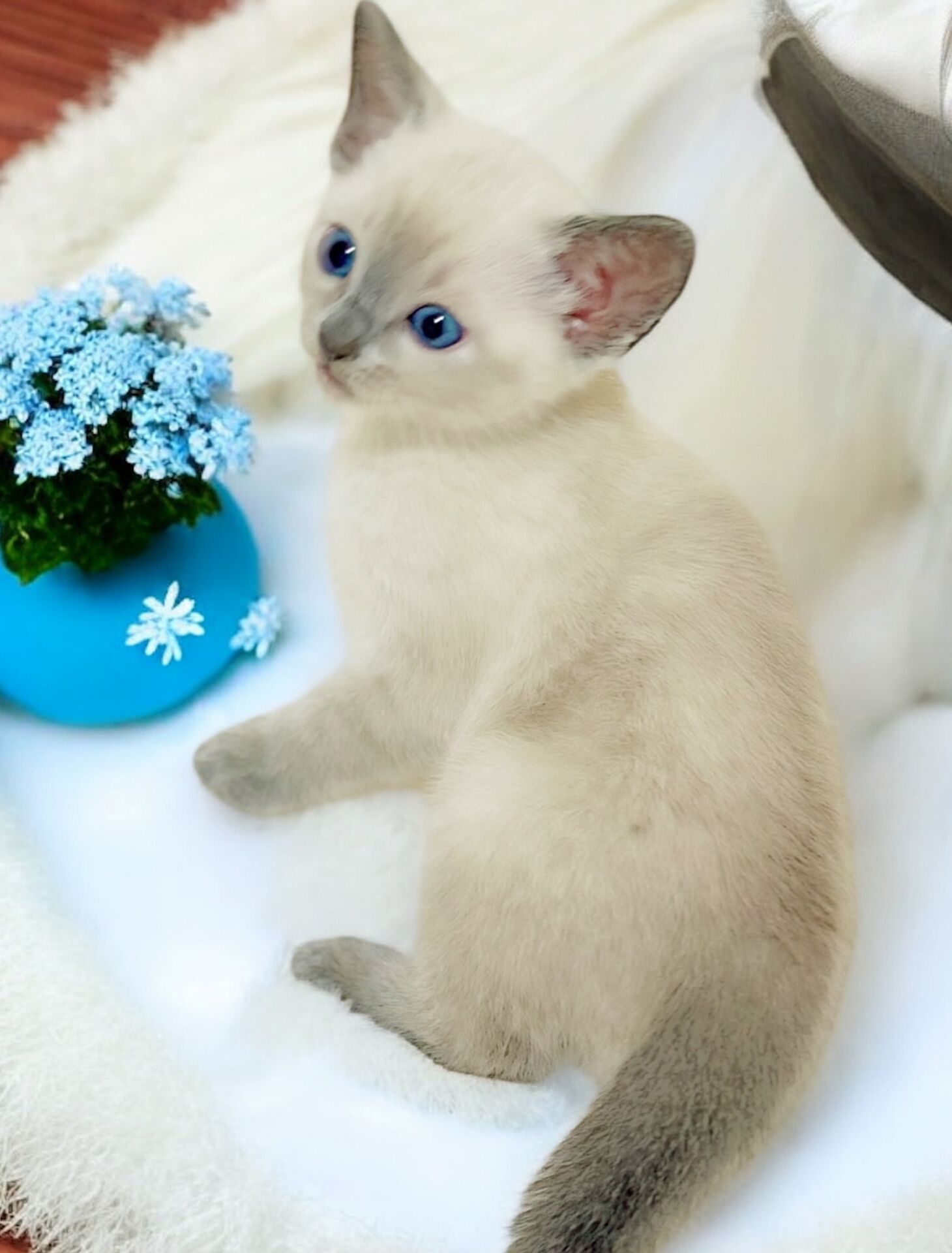 ブルーポイントの子猫が生まれています