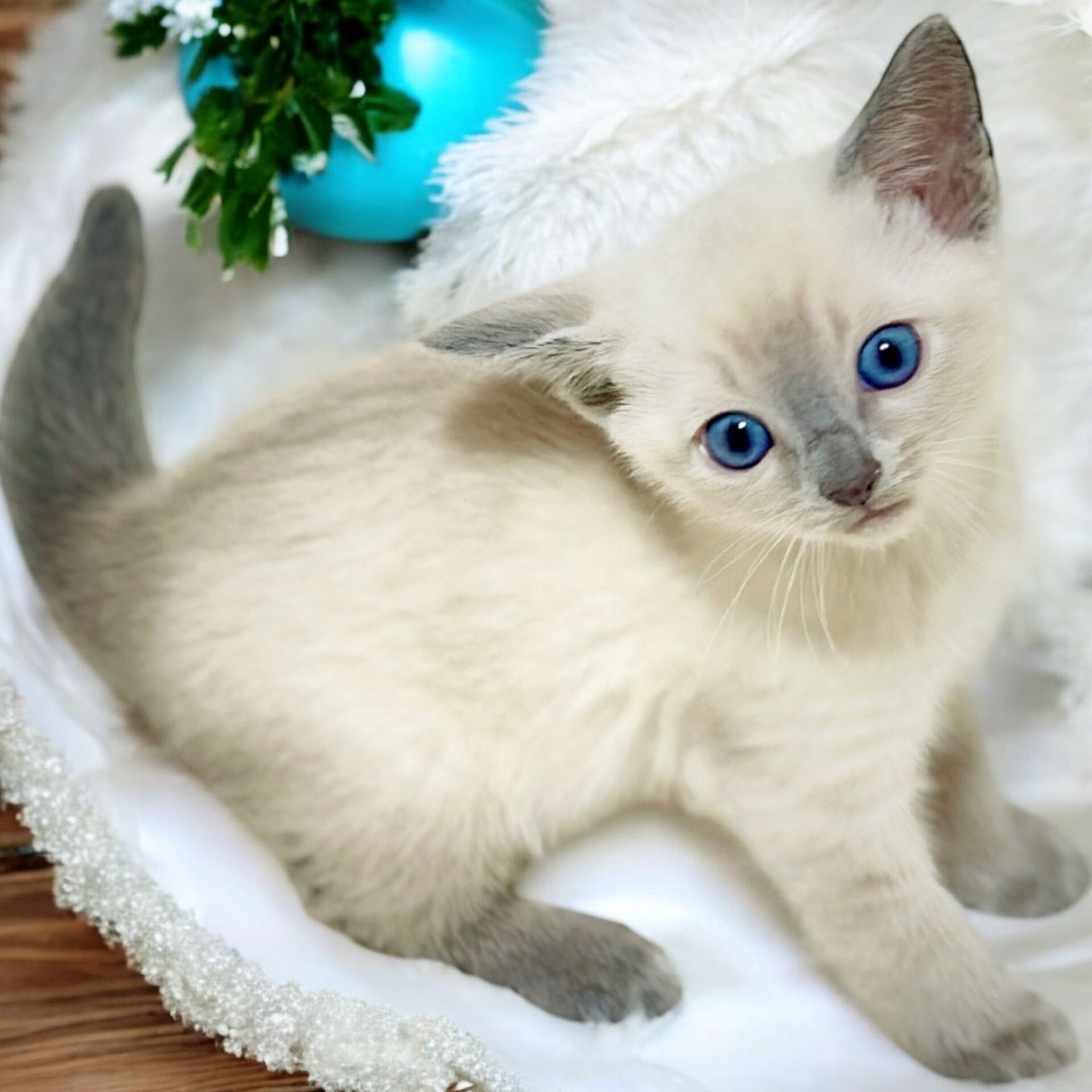 ブルーポイントの子猫が生まれています