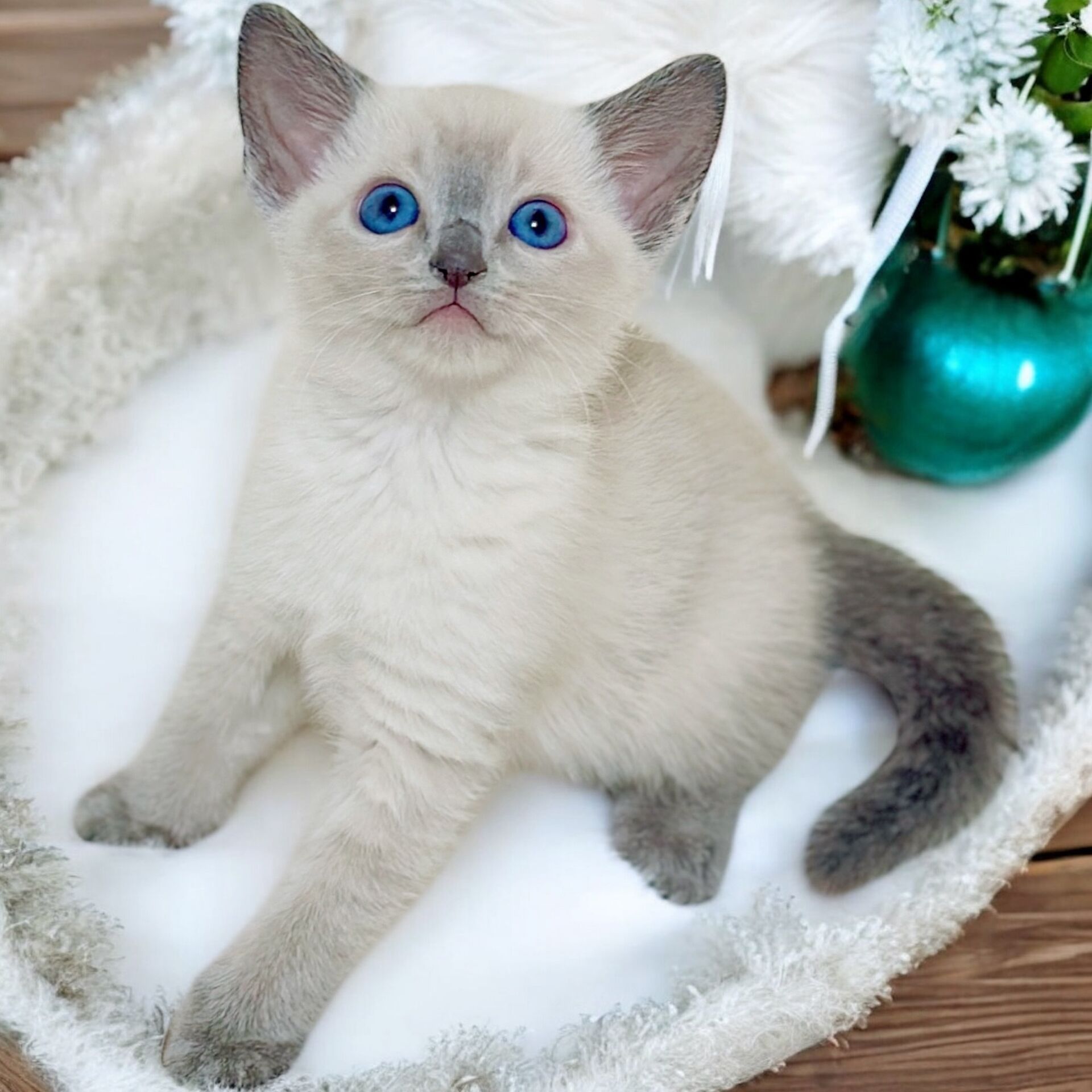 ブルーポイントの子猫が生まれています