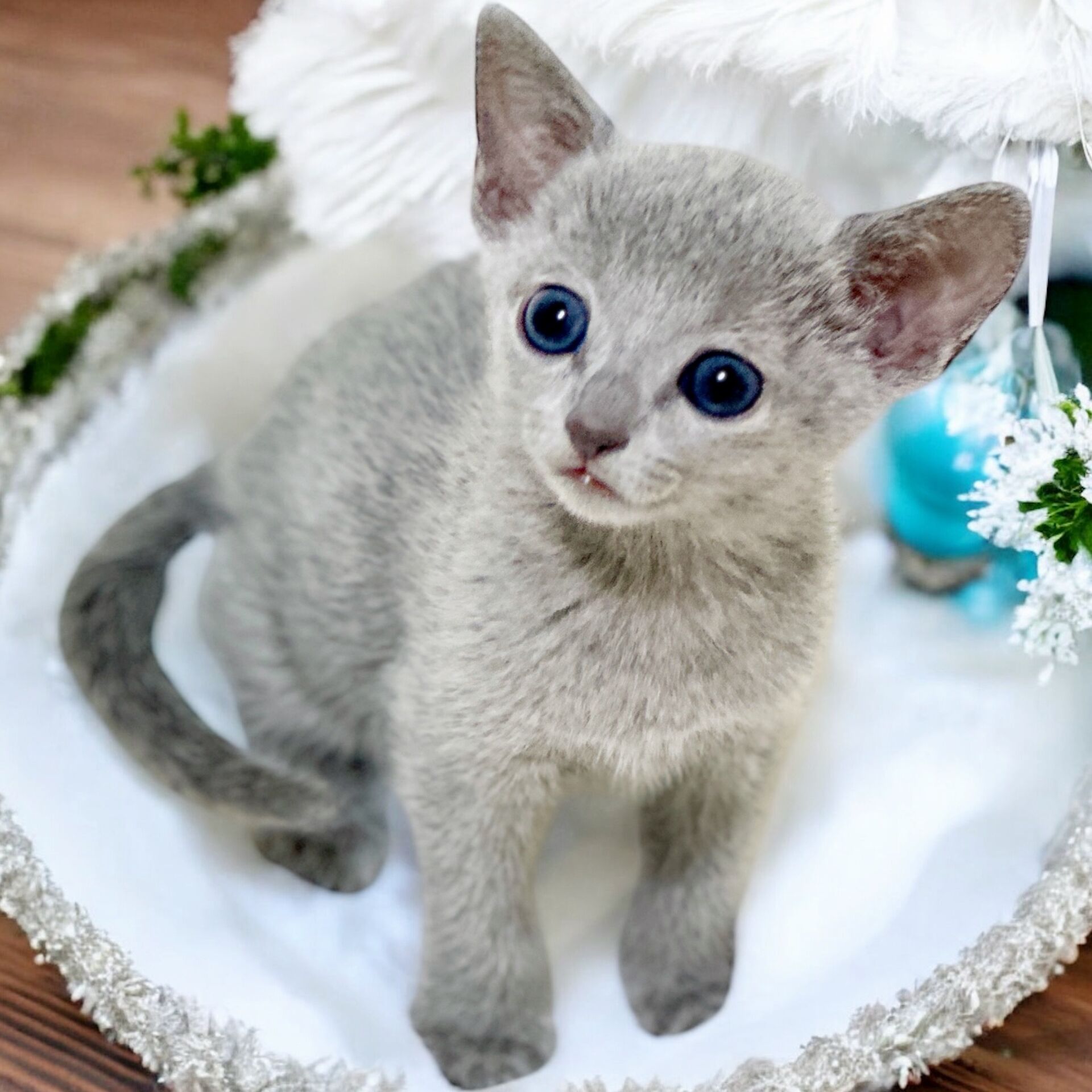 ロシアンブルーの赤ちゃんのご紹介