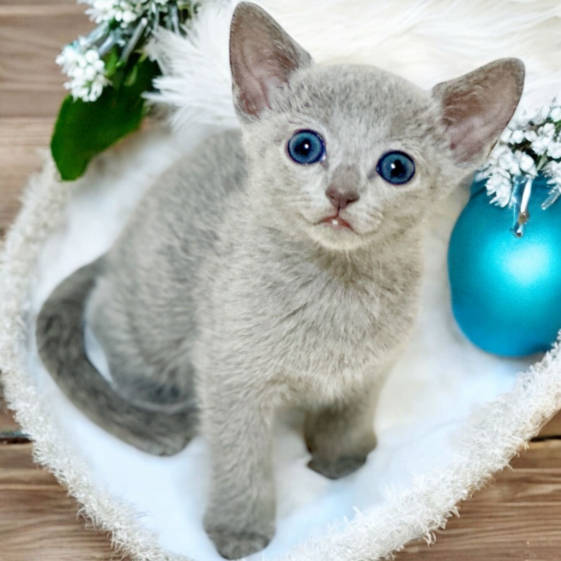 ロシアンブルーの赤ちゃんのご紹介
