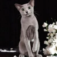 画像1382：キャッテリーの女の子