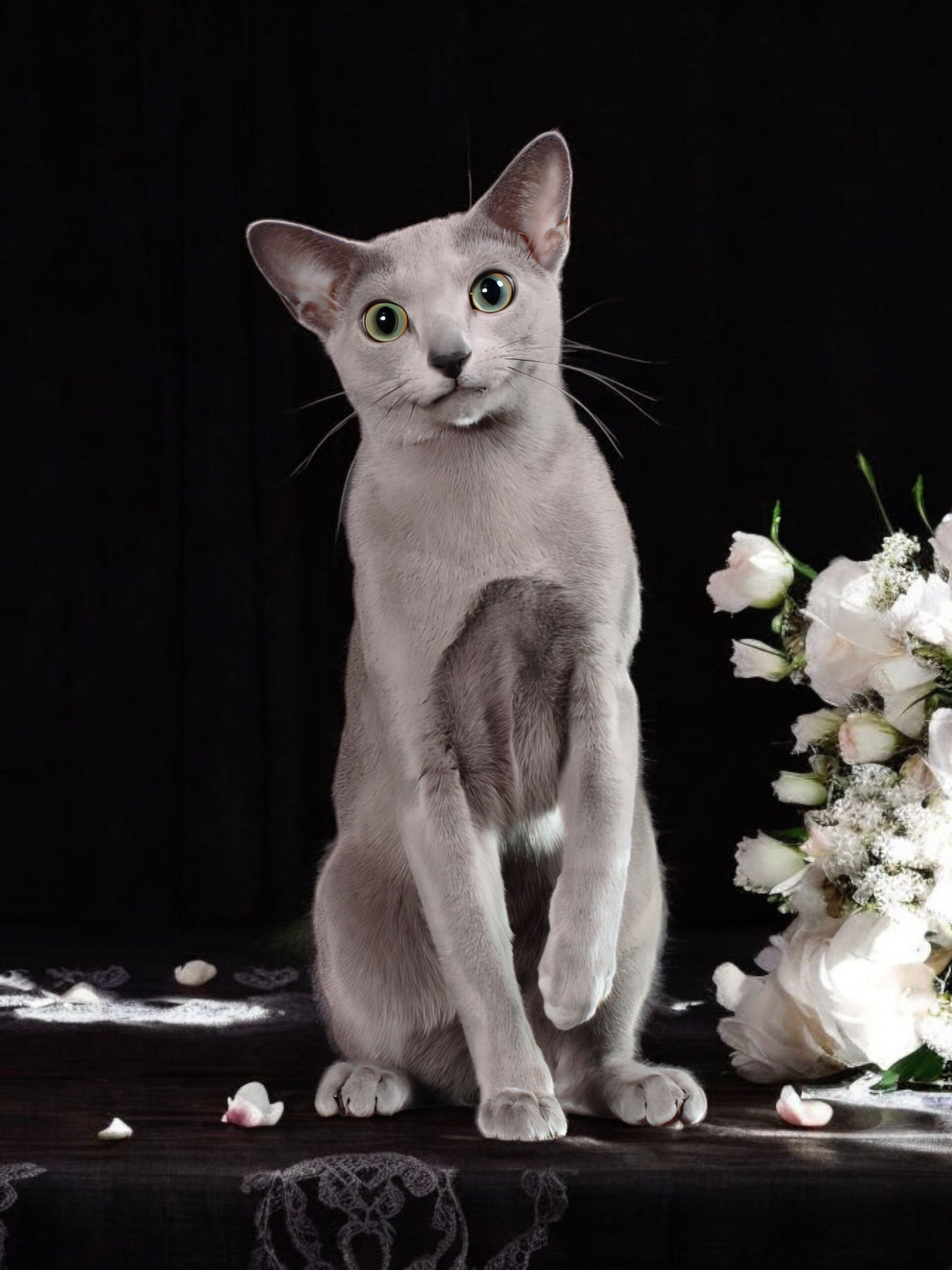 キャッテリーの男の子