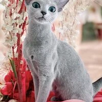 画像1384：キャッテリーの女の子
