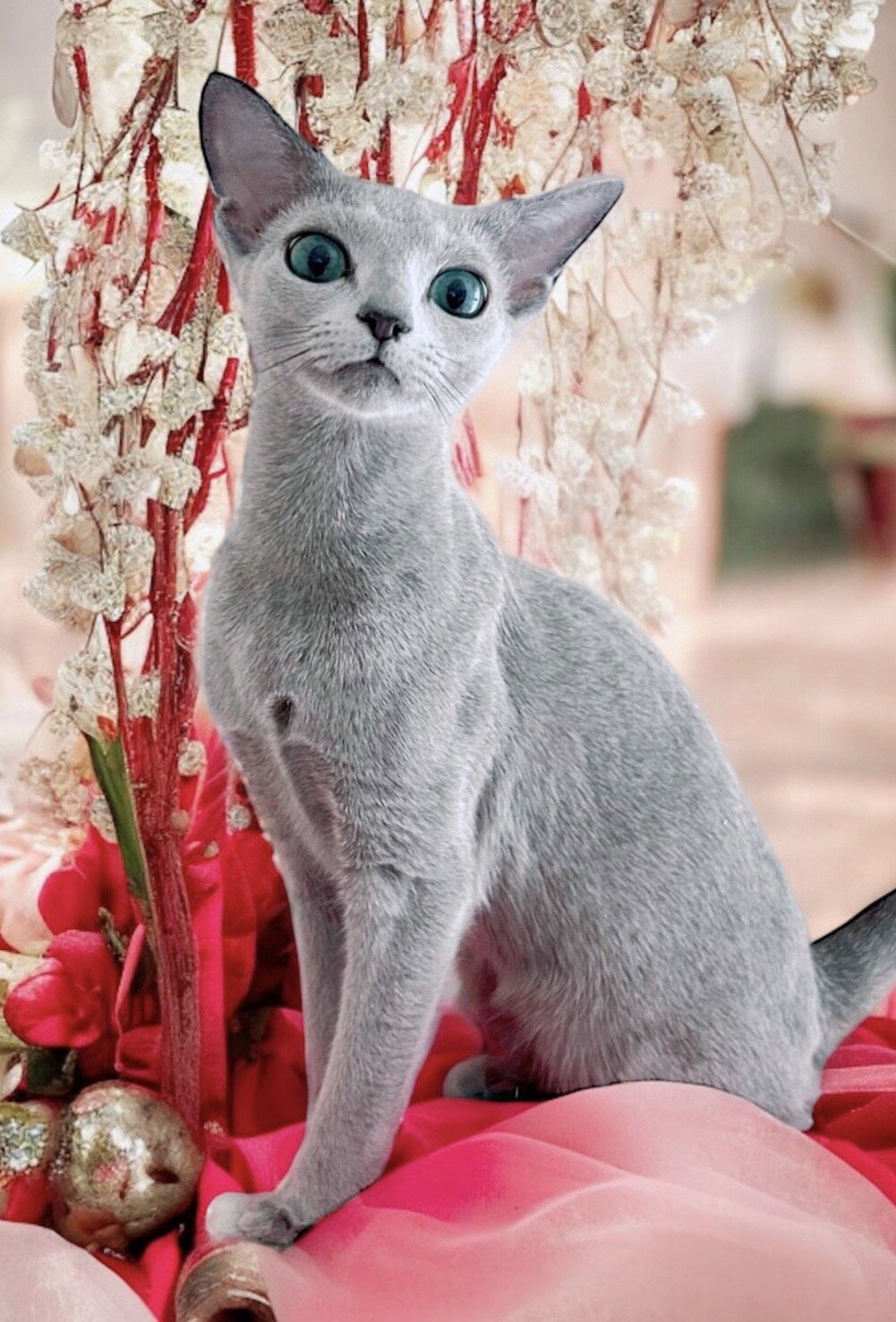 キャッテリーの女の子