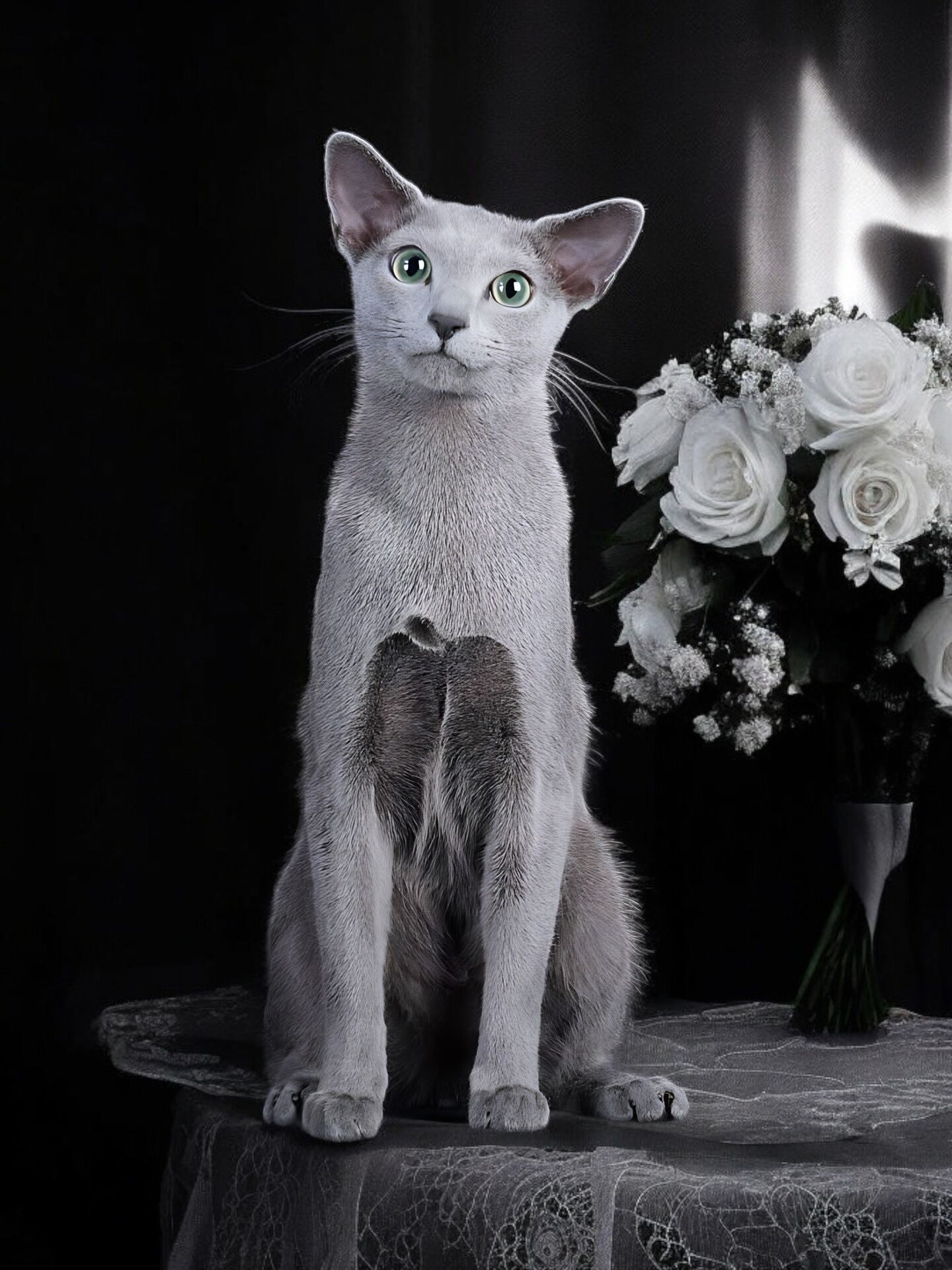 キャッテリーの男の子