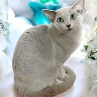 画像1388：キャッテリーの女の子