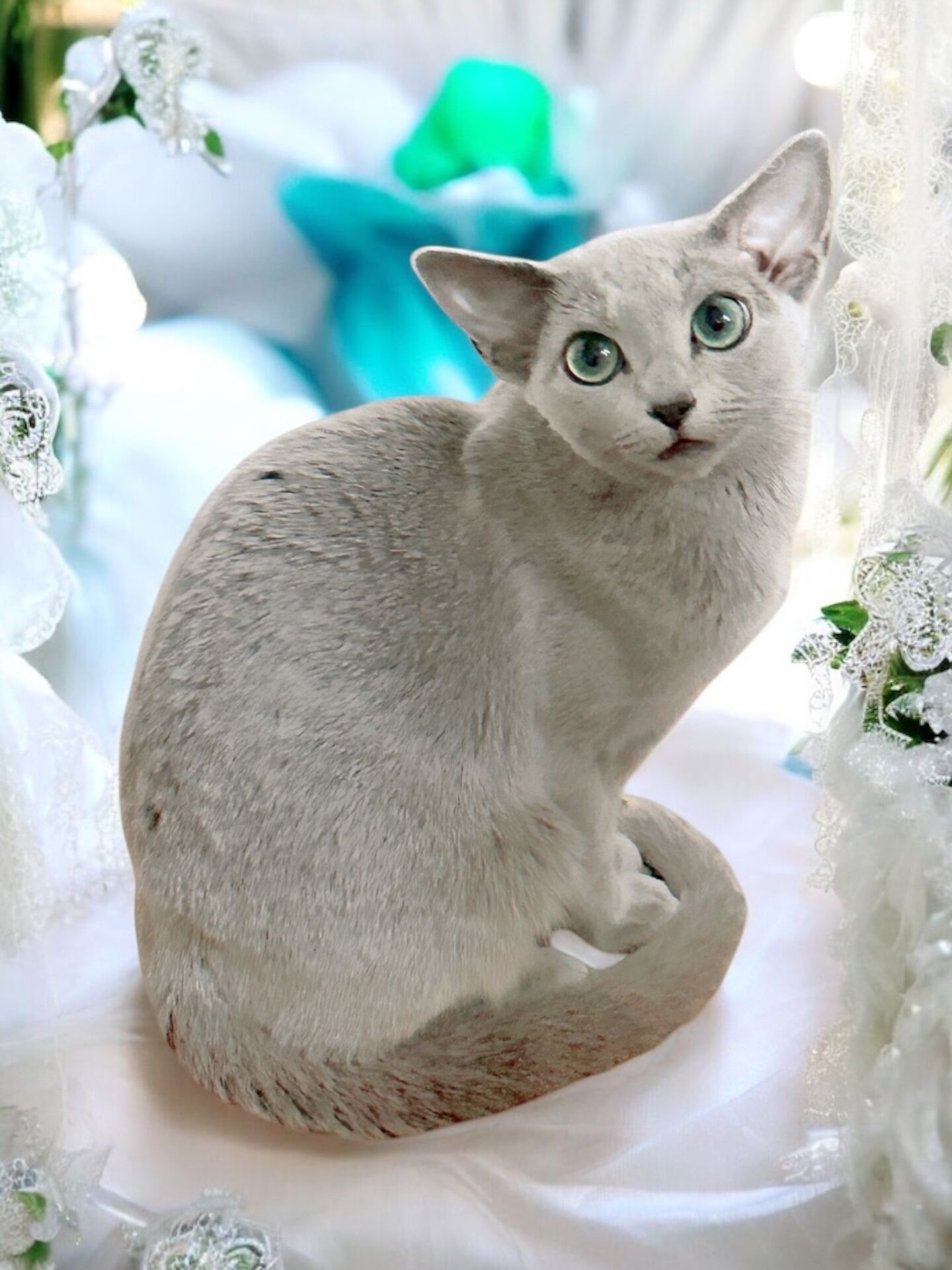 キャッテリーの女の子