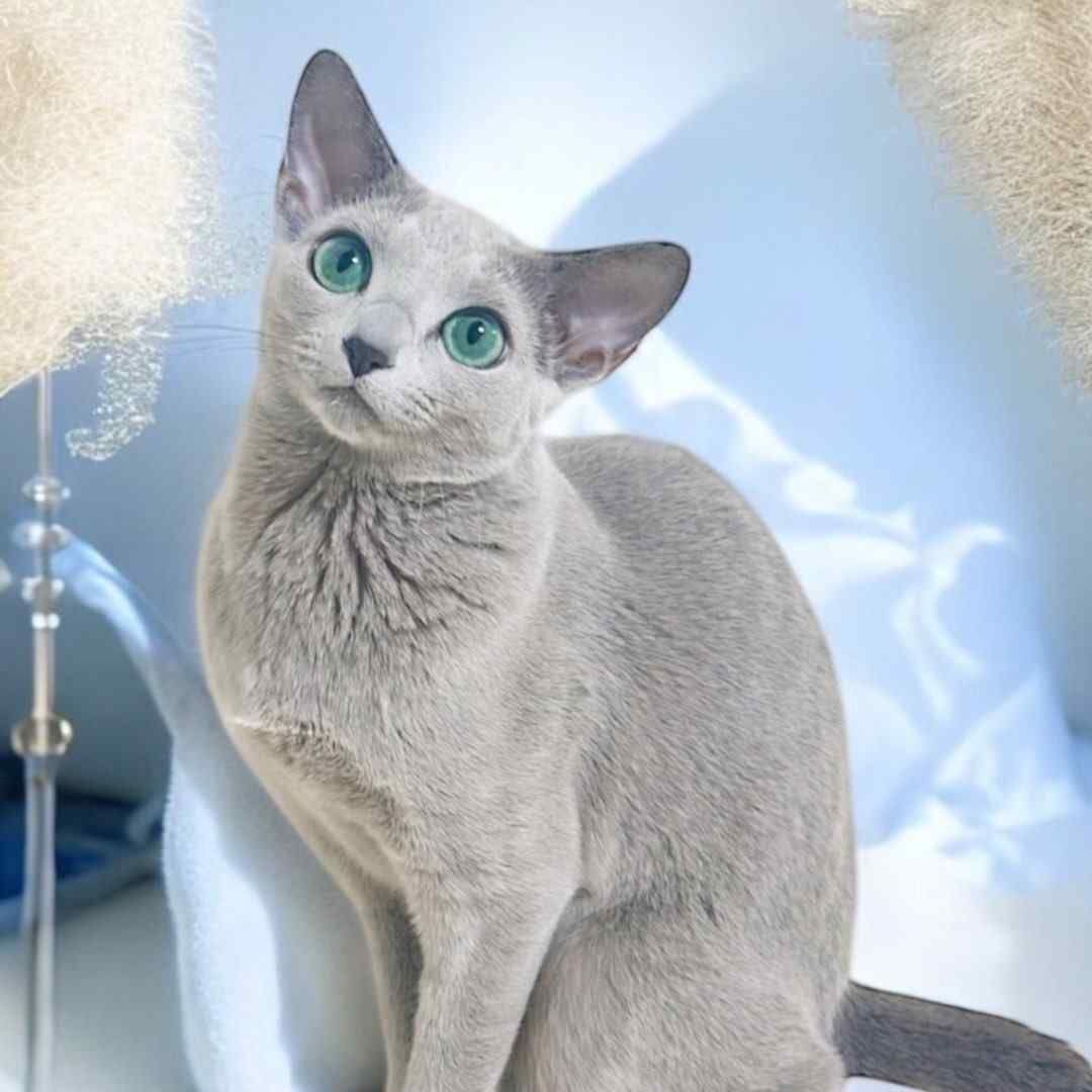 russian_blue_winterfairy