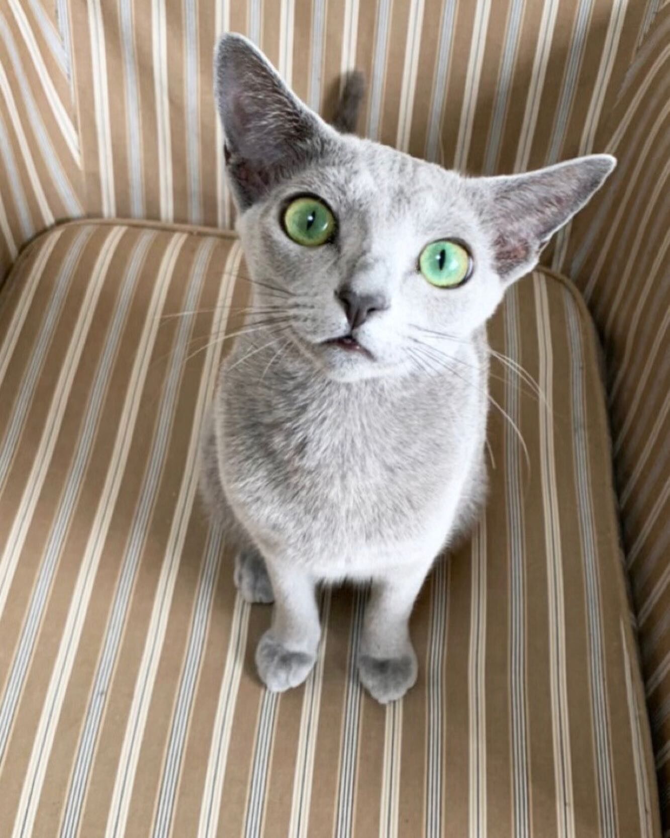 winterfairy_russianblue